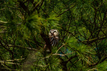 Northern Saw Whet Owl in Tree 1