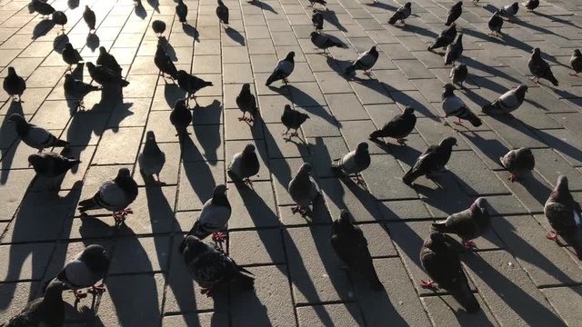 Turkish government announced a two-day curfew to prevent the spread of the epidemic COVID-19 caused by the novel coronavirus. Pigeons in the Taksim square