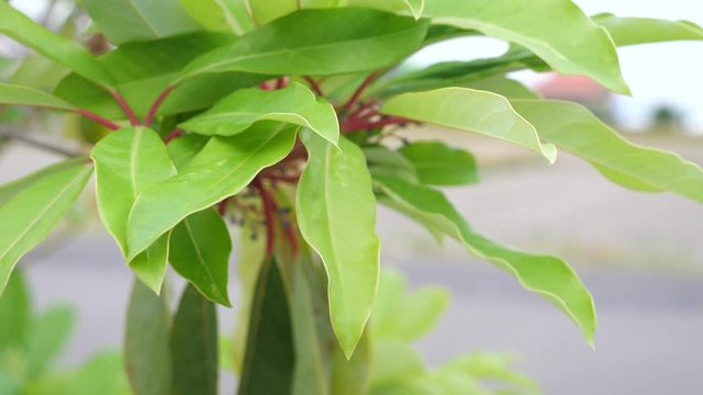 Yuzuriha garden tree swaying in the wind