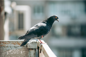 City pigeon sits on a fence in the street