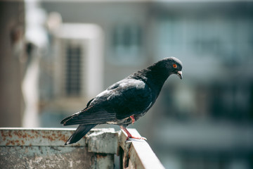 City pigeon sits on a fence in the street