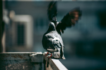 City pigeon sits on a fence in the street