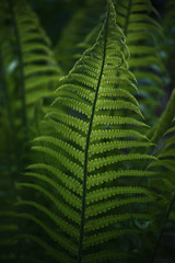 a lone fern in the forest