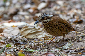 Eared Pitta bird is male with long white eyebrows, fine black stripes, black mouth under the eyes to the occiput, black Secondaries coverts are dark brown, primary coverts are alternating brown.