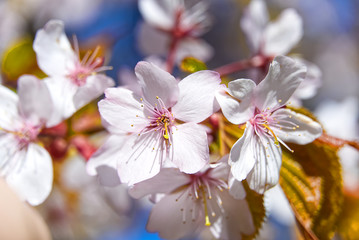 Spring Cherry blossoms, pink flowers. Cherry Blossom trees with blue sky, Spring time background. Pink Sakura with Blue sky,