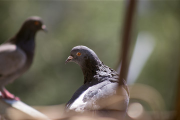 City pigeon sits on a fence in the street