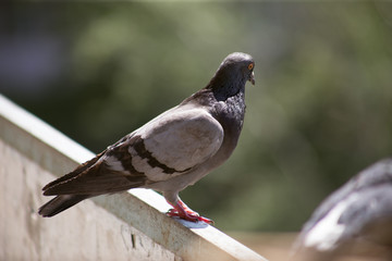 City pigeon sits on a fence in the street