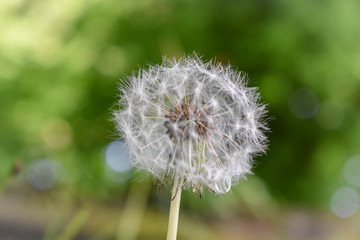 dandelion seed head
