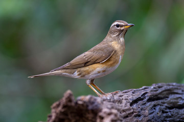 Eyebrowed Thrush bird with a brown top body Males have more gray color on their heads than females. The body is dark orange. Females have more white on the neck.