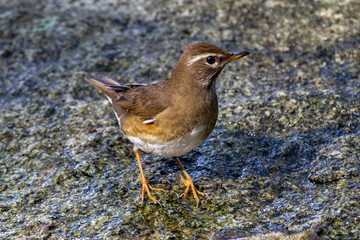 Eyebrowed Thrush bird with a brown top body Males have more gray color on their heads than females. The body is dark orange. Females have more white on the neck.