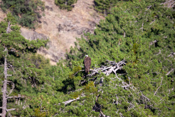 Cinereous Vulture, ağaç dalında (Aegypius monachus)