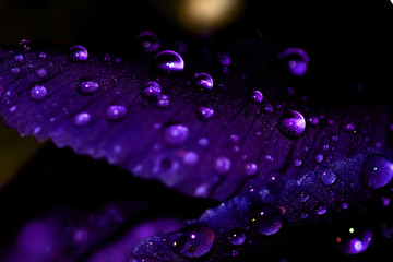 Water drops on purple flower ,macro flower