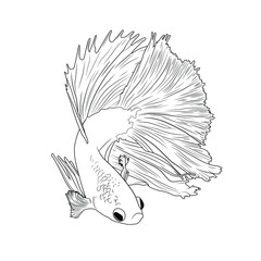 Japanese Fighting Fish