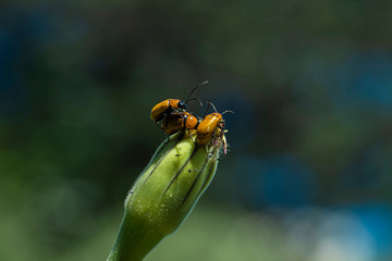 Insecte orange en réunion