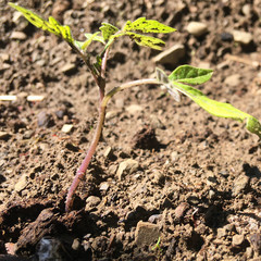 Tomato seedlings.Green young newly planted tomato seedling in black soil close-up .