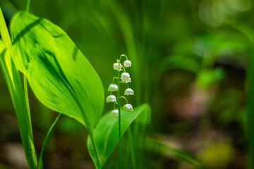 Obraz premium Spring Lily of the valley is fragrant in the dense forest 4