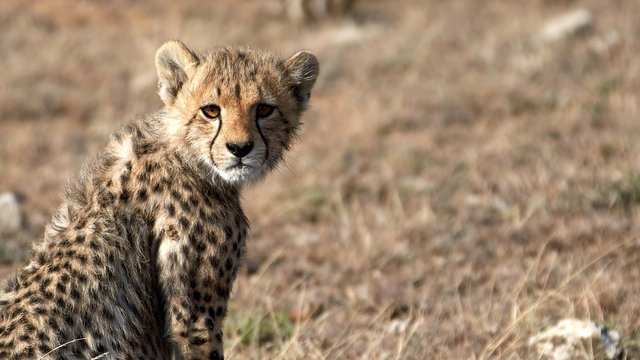 Cheetah cub looking straight into the camera