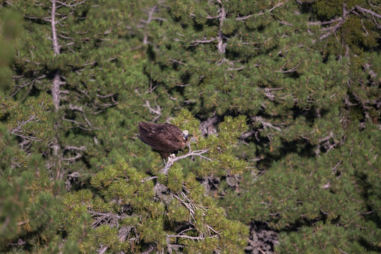Cinereous Vulture in tree branch (Aegypius monachus)