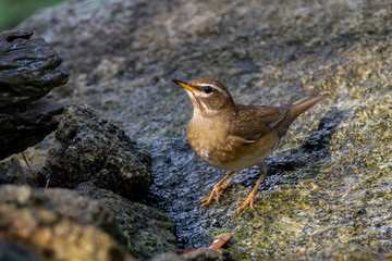 Eyebrowed Thrush bird with a brown top body Males have more gray color on their heads than females. The body is dark orange. Females have more white on the neck.