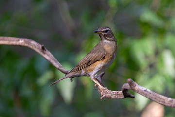 Fototapeta premium Drozd z brwiami i brązowym tułowiem Samce mają na głowach bardziej szary kolor niż samice. Ciało jest ciemnopomarańczowe. Kobiety mają więcej bieli na szyi.