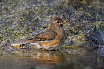Eyebrowed Thrush bird with a brown top body Males have more gray color on their heads than females. The body is dark orange. Females have more white on the neck.