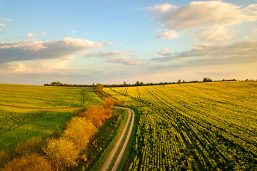 Aerial view of bright green agricultural farm field with growing rapeseed plants and cross country dirt road at sunset.