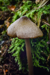 mushroom in the forest