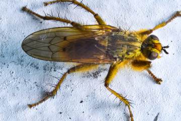 Yellow dung fly