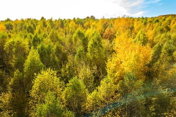 Fototapeta premium Top down aerial view of green and yellow canopies in autumn forest with many fresh trees.