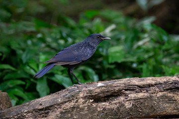 Obraz premium The Blue Whistling-thrush bird has a silver point on its head and a bright blue body.