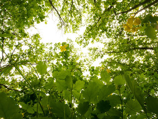 Celandine plants grows in the forest.