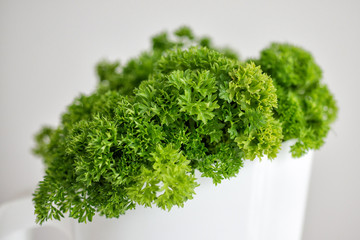
Green curly parsley in a white jug close-up
