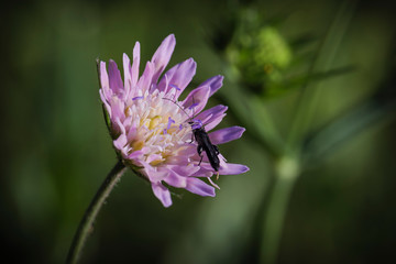 Fleur violette petit insecte noir