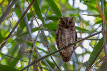 The Oriental Scops Owl's long-eared bird, eyes open and perched on a small bamboo branch. In the bamboo groves during the day time