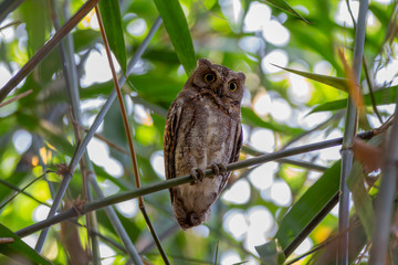 The Oriental Scops Owl's long-eared bird, eyes open and perched on a small bamboo branch. In the bamboo groves during the day time