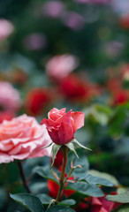 Spring outdoor blooming full bloom rose closeup，Rosa cultivars Floribunda