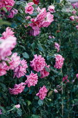 Fototapeta na wymiar Spring outdoor blooming full bloom rose closeup，Rosa cultivars Floribunda