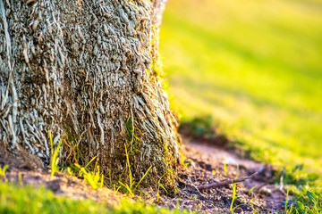 Close up of a big trunk of old palm tree growing on green grass lawn.