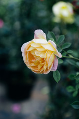 Spring outdoor blooming full bloom rose closeup，Rosa cultivars Floribunda