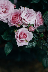 Spring outdoor blooming full bloom rose closeup，Rosa cultivars Floribunda