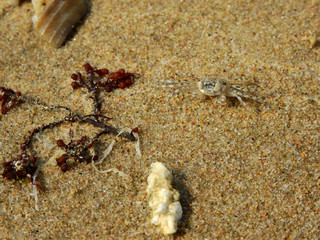 Ghost crab ( Ocypode ceratophthalmus ) on sand beach