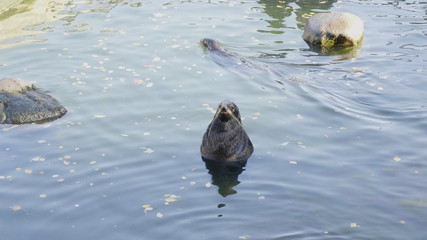 Very cute spotted seal pops up in the waves