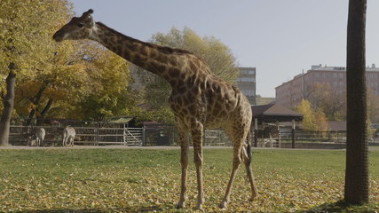 Beautiful giraffe stands tall on blue sky background © Arrows