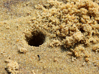 Ghost crab ( Ocypode ceratophthalmus ) dig a hole on the sand beach