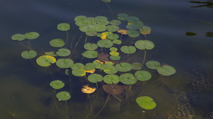 White lily flower in the water with green leaves on a lake