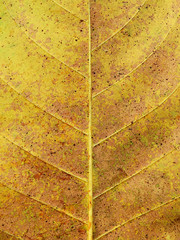 yellow autumn leaves texture