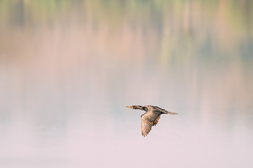Carambolim Lake, Goa, India. The Indian Cormorant Flying Above Water Surface In Sunny Morning. Indian Shag Phalacrocorax Fuscicollis Is A Member Of The Cormorant Family