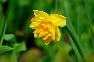 Close-up photograph of a beautiful yellow flower on a background of blurred green grass