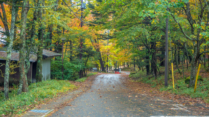 Walkway on mountain among refreshing colorful trees for backgorond with copy space , Nikko