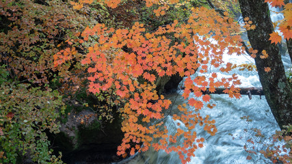 Beautiful colorful branch of maple tree on flowing stream for background with copy space , Nikko